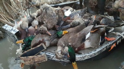 This was Monday's hunt off the replacement for mallard farms.