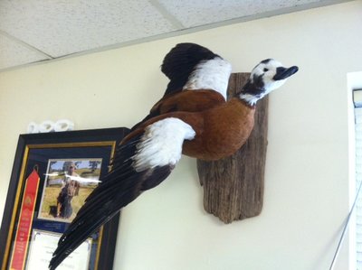 capeshelduck.JPG